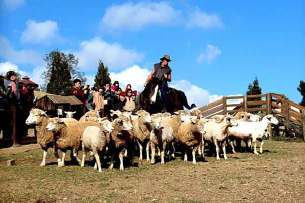 QingJing Farm 8