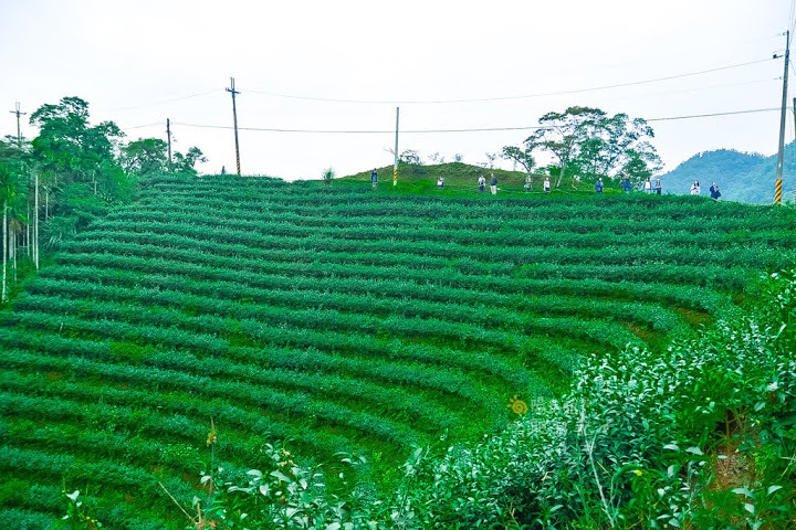 八卦茶園