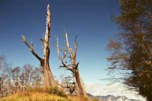 Tatajia-couple-god-wood