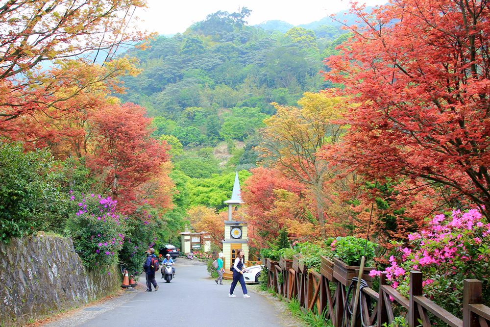 YangMingshan_Flower