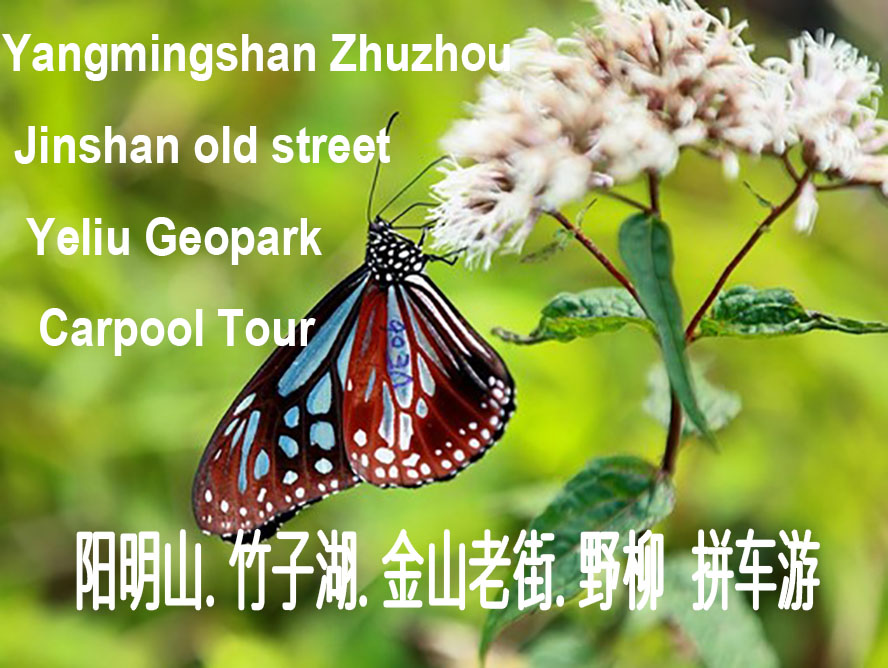 Yangmingshan Zhuzhou Jinshan Old Street Yeliu