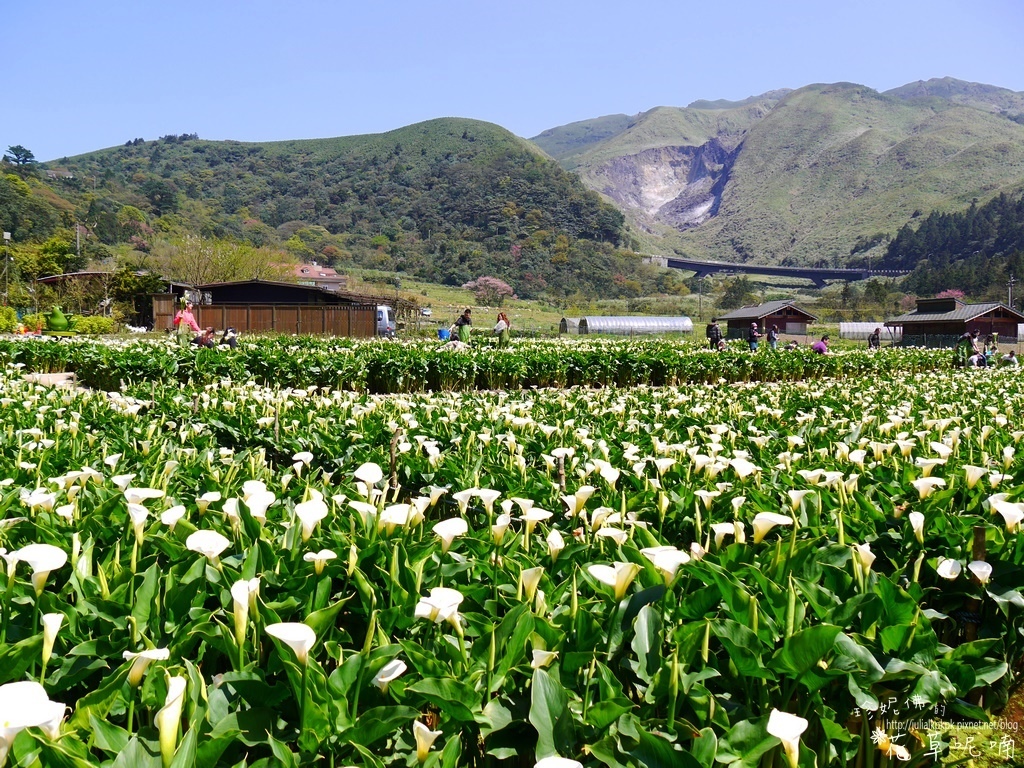 竹子湖